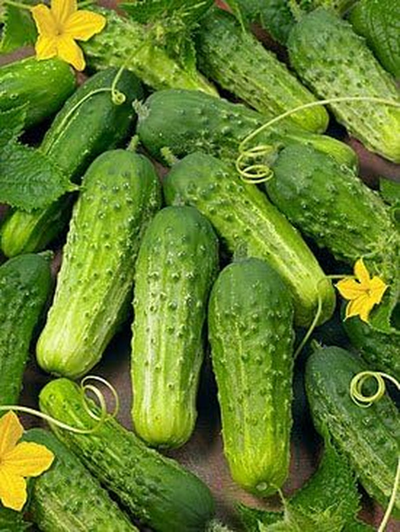 Cucumber Boston Pickling Great Heirloom Vegetable Seeds by  (1 Lb Seeds)