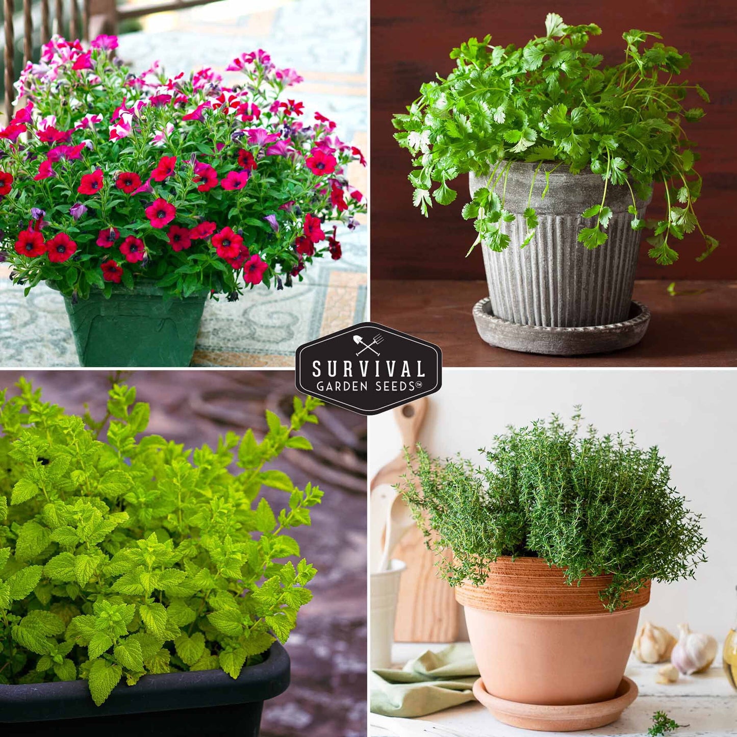 20 Pack Apartment Seed Kit - Heirloom Vegetable Seeds - Container Friendly Part & Full Sun Annuals