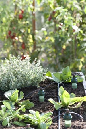 Watering System Stakes 10 Plant Starter Drip Irrigation | Great for Houseplants and Garden