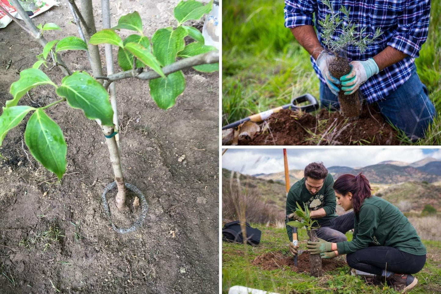 Plant Baskets – Gopher and Vole Baskets, 2-3 Gallon, Pack of 4 – Protect Plants, Trees, Flowers and Bulbs from Voles, Gophers and Moles – a One Time Solution, No Repellent Needed