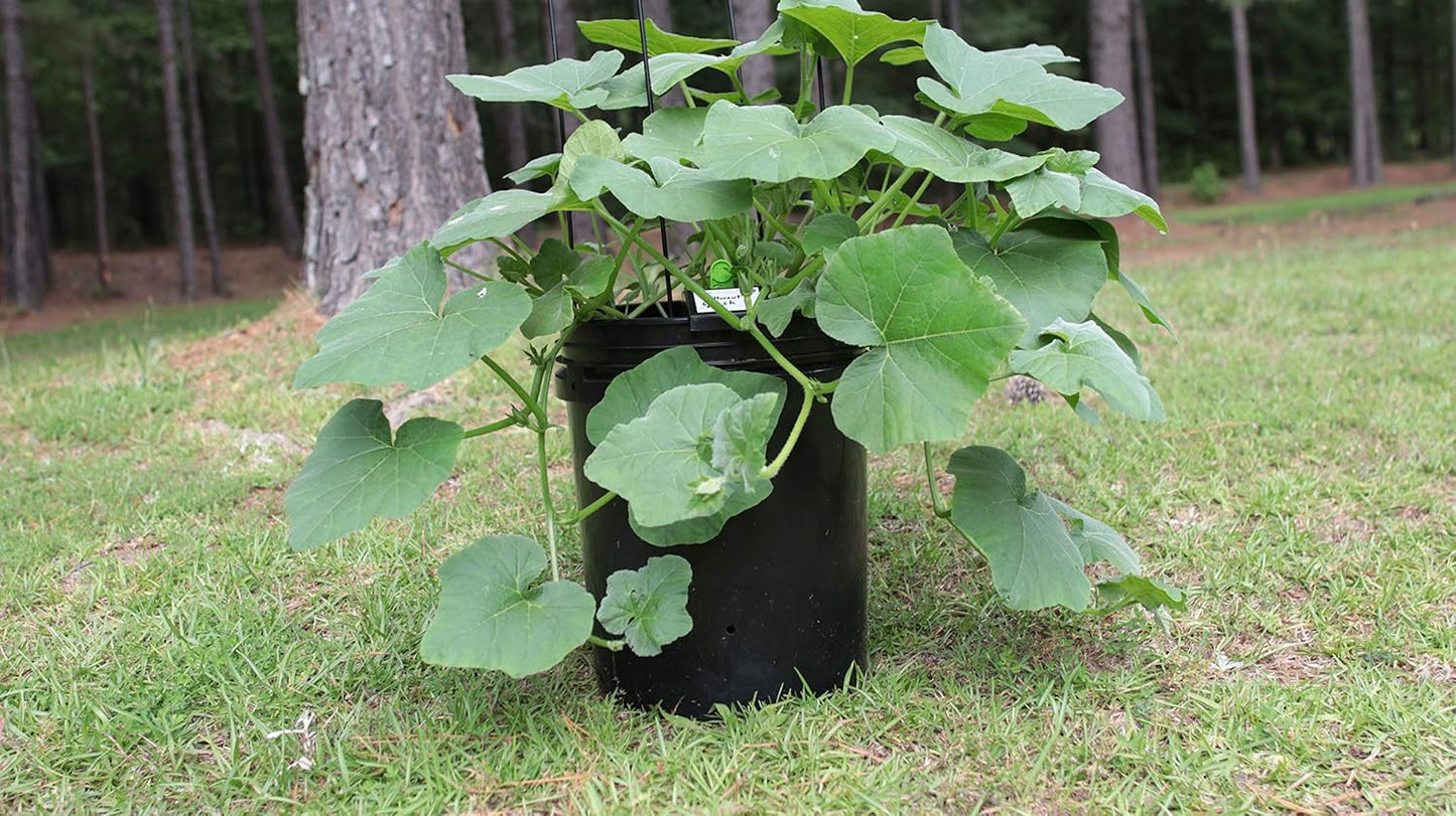 Garden Kit (10PK) Self-Watering Sub-Irrigated Planter Insert. Turn Any Bucket into a Self-Watering Container Garden. Create an Indoor or Outdoor, Space Saving and Portable Garden in Minutes.