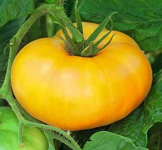 Tomato Brandywine Yellow Great Garden Heirloom Vegetable Seeds by  (200 Seeds)