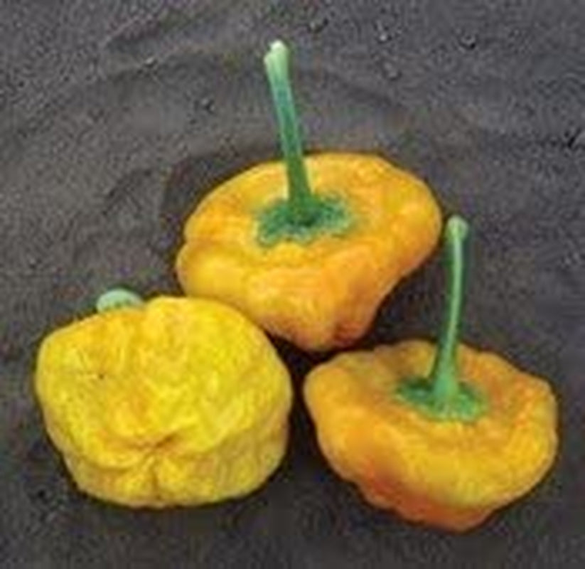 Pepper Hot Jamaican Yellow Great Heirloom Vegetable Seeds by (50 Seeds)