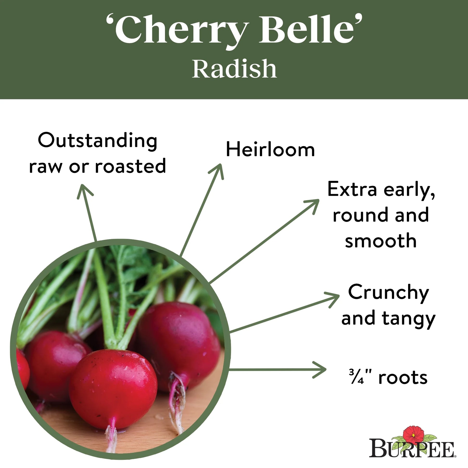 Organics Cherry Belle Radish Seeds - Non-Gmo, Heirloom Organic Vegetable Gardening Seeds, 4.6G, 1-Pack