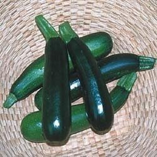 Squash Zucchini Black Beauty Garden Heirloom Vegetable Seeds by  (100 Seeds)