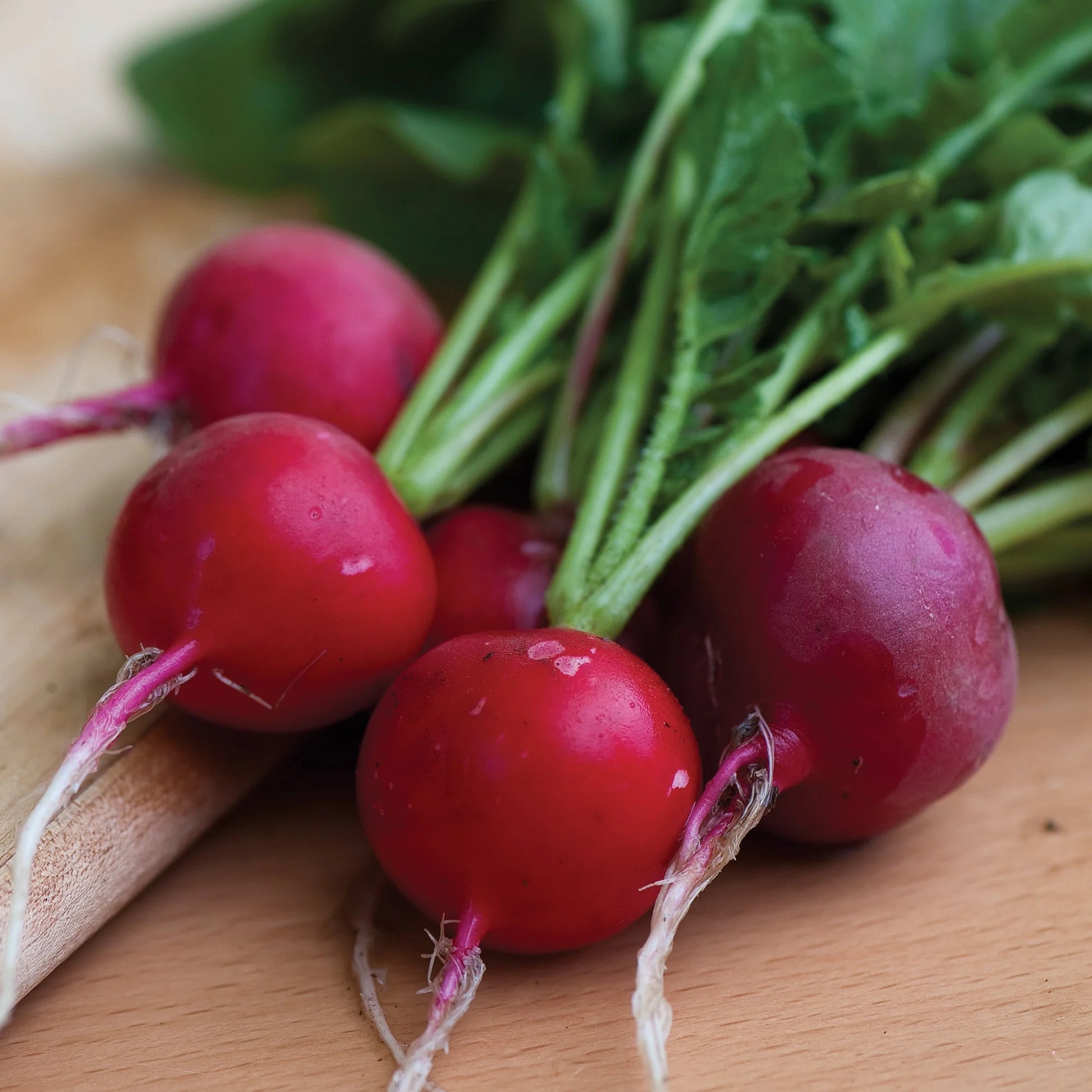 Organics Cherry Belle Radish Seeds - Non-Gmo, Heirloom Organic Vegetable Gardening Seeds, 4.6G, 1-Pack