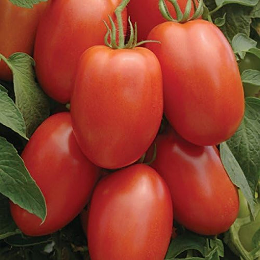 Tomato Roma Great Heirloom Garden Vegetable Seeds by  (1 Lb Seeds)