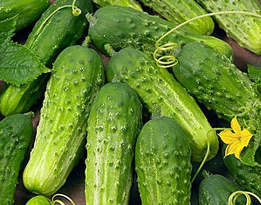 Cucumber Boston Pickling Great Heirloom Vegetable Seeds by  (1 Lb Seeds)