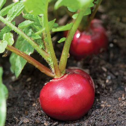 Organics Cherry Belle Radish Seeds - Non-Gmo, Heirloom Organic Vegetable Gardening Seeds, 4.6G, 1-Pack